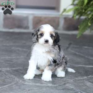 Jaxx, Cavapoo Puppy